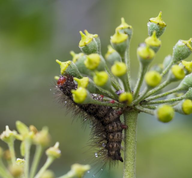 Bruco testa rossa...  larva di Arctia villica